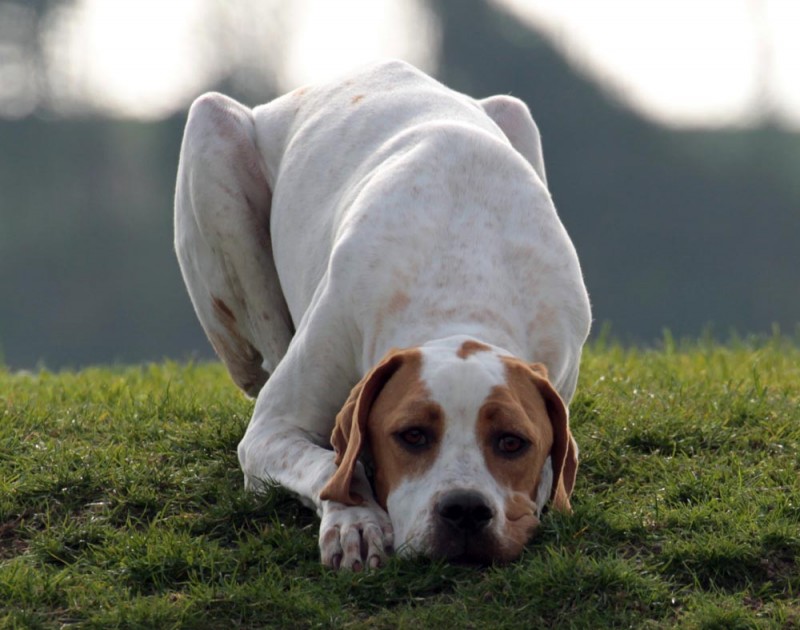 Vespa - International/Dutch/Lux Sh Ch Sunny Side Up at Ledgands BW’14