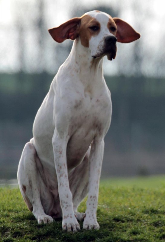 Vespa - International/Dutch/Lux Sh Ch Sunny Side Up at Ledgands BW’14