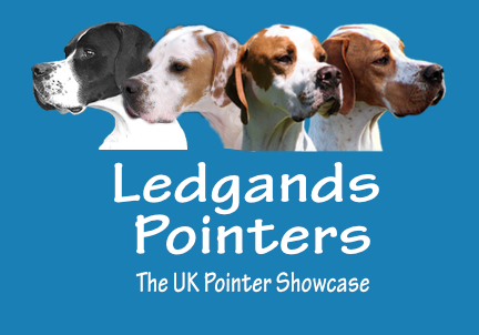 Ledgands Pointers Logo